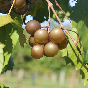 Grape Muscadine Scuppernog